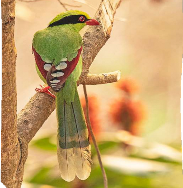 Common Green Magpie 